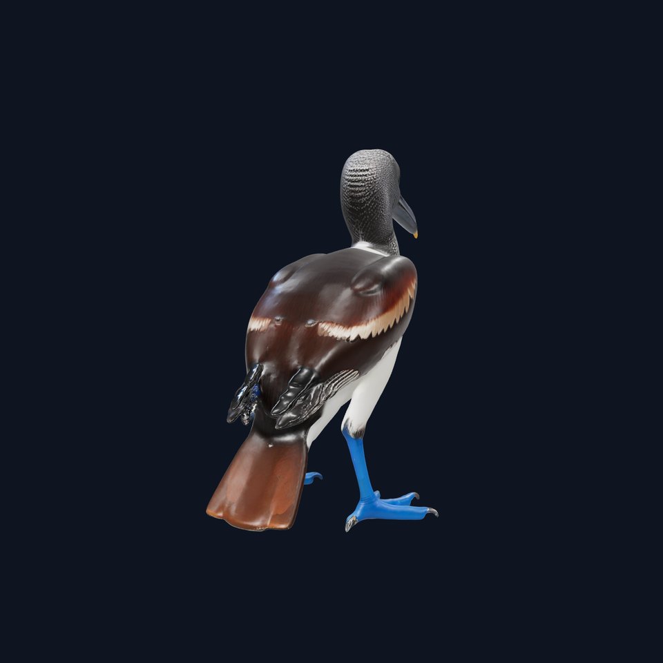 Booby Bird Colorful model pack